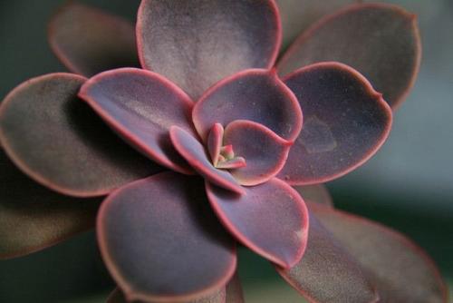 �����鳤������ô�� �����鳤������ô�������