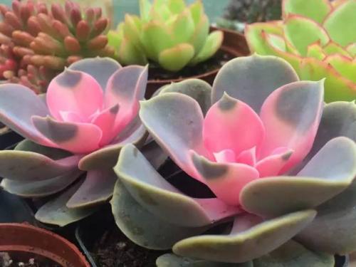 �����鳤������ô�� �����鳤������ô�������