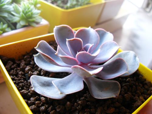 紫珍珠叶子变软的原因是什么 紫珍珠叶子变软这么处理最方便