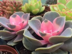 ������Ҷ�ӱ�����ԭ����ʲô  ������Ҷ�ӱ�����ô�������