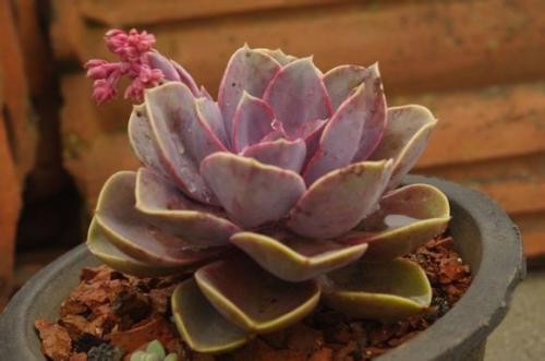 紫珍珠叶子变软的原因是什么 紫珍珠叶子变软这么处理最方便