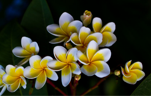 �������Ĺ�Ч����������Щ �������ĺô����治��