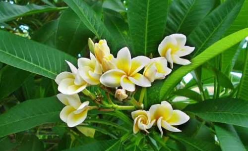 �������Ĺ�Ч����������Щ �������ĺô����治��