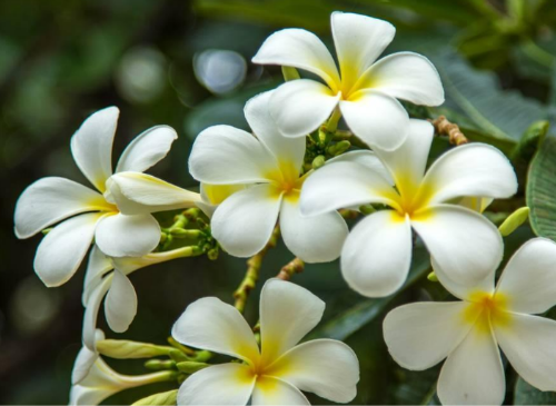 �������Ĺ�Ч����������Щ �������ĺô����治��