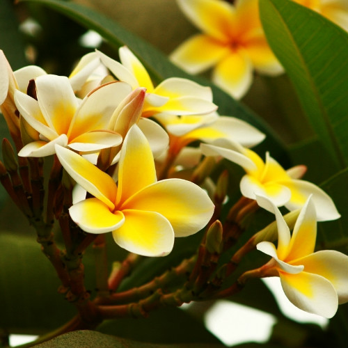 �������Ĺ�Ч����������Щ �������ĺô����治��