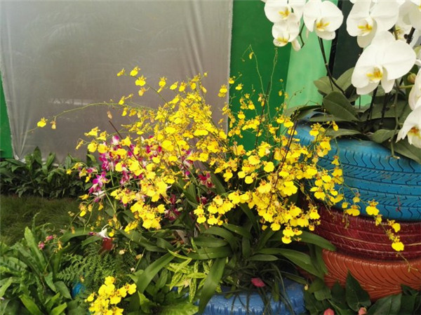 �������Ļ�����ʲôԢ���� �������Ĺ�Ч�����ý���