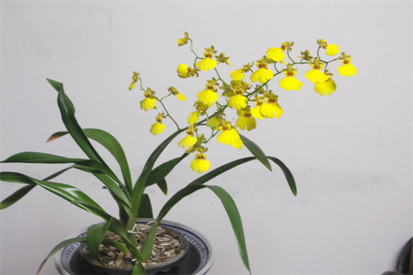 �������Ļ�����ʲôԢ���� �������Ĺ�Ч�����ý���