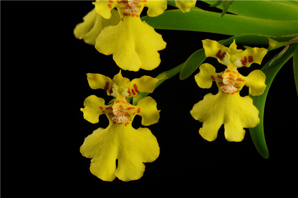 �������Ļ�����ʲôԢ���� �������Ĺ�Ч�����ý���