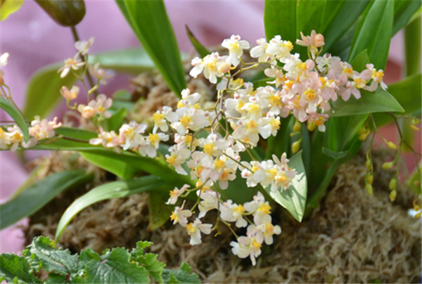 �������Ļ�����ʲôԢ���� �������Ĺ�Ч�����ý���