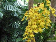 文心兰怎么修剪 文心兰经过这样修剪观赏价值会更高哦