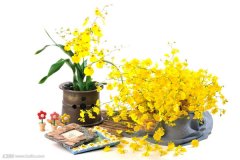 文心兰怎样换盆 你不得不知道的文心兰换盆方法技巧