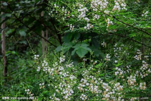 银合欢的功效与作用有哪些 银合欢还有这么多好处呢