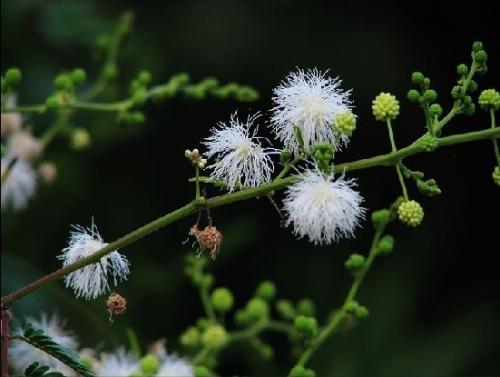 银合欢的功效与作用有哪些 银合欢还有这么多好处呢