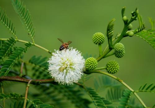 玉米石掉叶子怎么办 玉米石掉叶子我们这么处理最好
