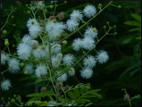 玉米石掉叶子怎么办 玉米石掉叶子我们这么处理最好