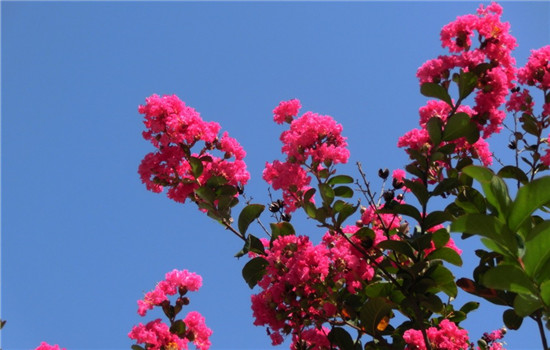 紫薇花的花语是什么 紫薇花代表了哪些寓意呢