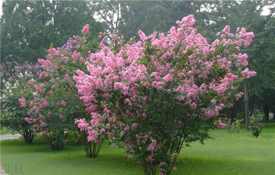 紫薇花的花语是什么 紫薇花代表了哪些寓意呢