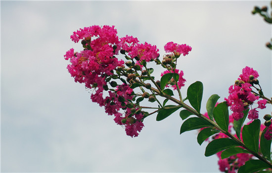 紫薇花的花语是什么 紫薇花代表了哪些寓意呢
