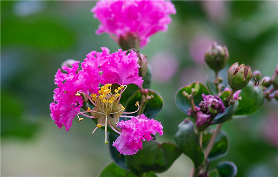 紫薇花的花语是什么 紫薇花代表了哪些寓意呢