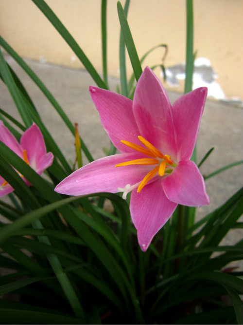 韭兰什么时候开花 韭兰花期这样养护可以开花不断哦