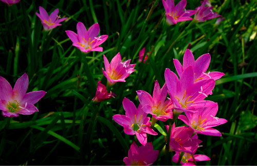 韭兰什么时候开花 韭兰花期这样养护可以开花不断哦