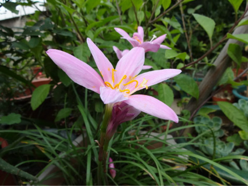 韭兰什么时候开花 韭兰花期这样养护可以开花不断哦