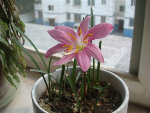 韭兰什么时候开花 韭兰花期这样养护可以开花不断哦