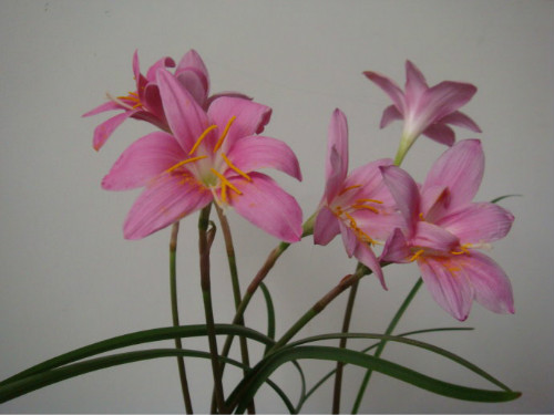 韭兰什么时候开花 韭兰花期这样养护可以开花不断哦