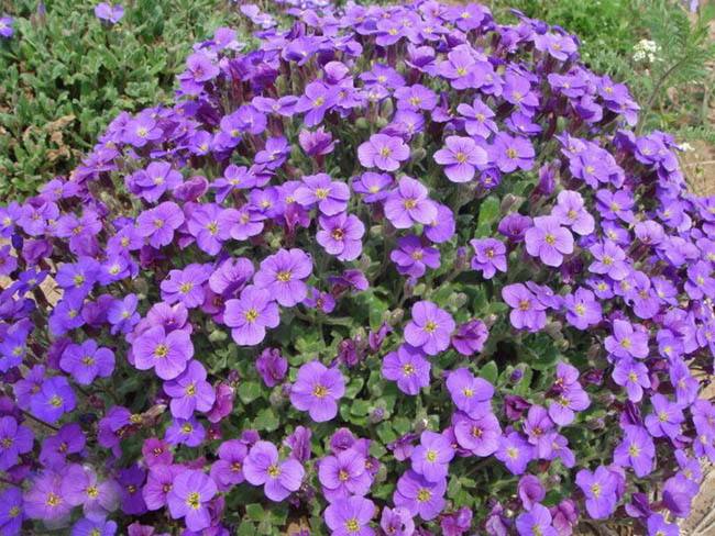 南庭芥怎么养方法介绍 手把手教你种出漂亮的南庭芥