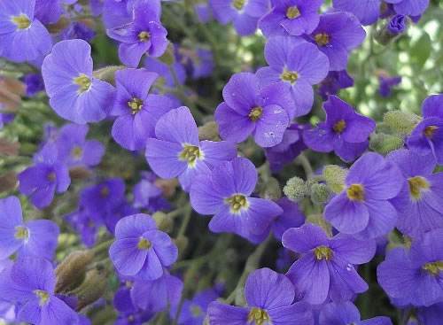 南庭芥怎么养方法介绍 手把手教你种出漂亮的南庭芥