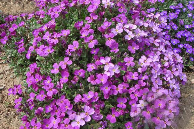 南庭芥怎么养方法介绍 手把手教你种出漂亮的南庭芥