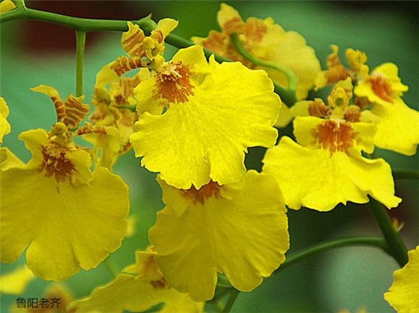 梦香兰和文心兰一样吗 梦香兰和文心兰的区别在这里