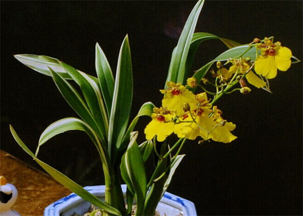 梦香兰和文心兰一样吗 梦香兰和文心兰的区别在这里