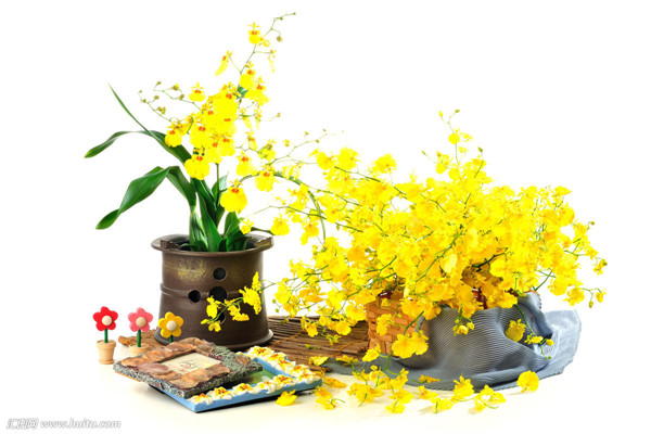 文心兰叶子变黄发黑怎么办 可能是这些原因导致的哦