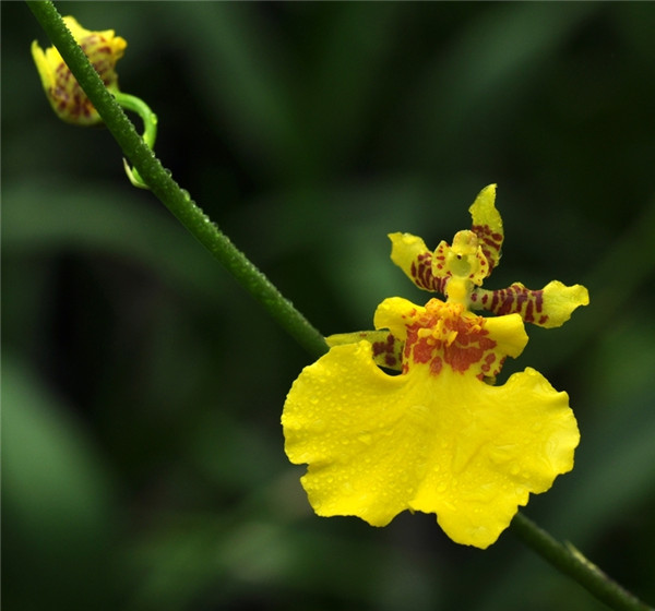文心兰叶子变黄发黑怎么办 可能是这些原因导致的哦