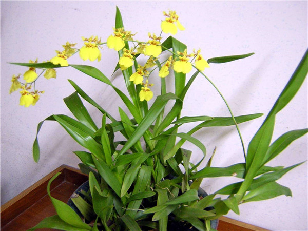 文心兰叶子变黄发黑怎么办 可能是这些原因导致的哦