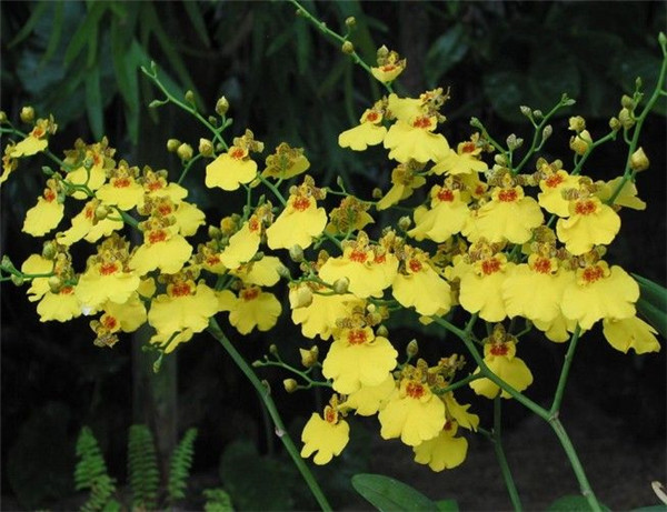 文心兰叶子变黄发黑怎么办 可能是这些原因导致的哦