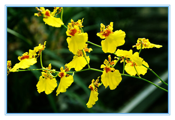 文心兰叶子变黄发黑怎么办 可能是这些原因导致的哦