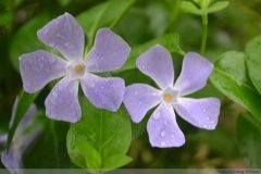 ������Ҷ�߿ݻ���ô���� 3�п��ٽ��������Ҷ�ӷ�������