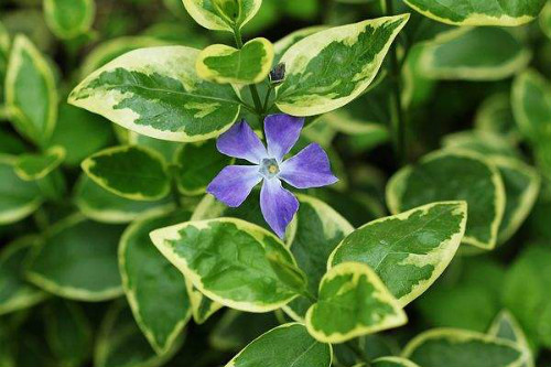 花叶蔓长春花怎么扦插 花叶蔓长春扦插详细步骤图