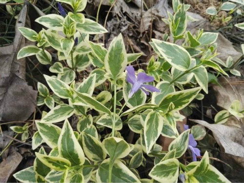 花叶蔓长春花怎么扦插 花叶蔓长春扦插详细步骤图