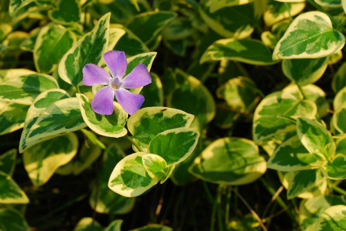 花叶蔓长春花怎么扦插 花叶蔓长春扦插详细步骤图