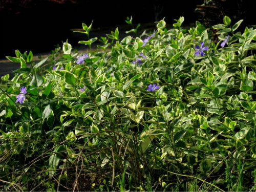 花叶蔓长春花怎么扦插 花叶蔓长春扦插详细步骤图