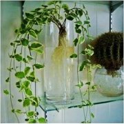 ��Ҷ��������ˮ����  ˮ�໨Ҷ�������ķ����������