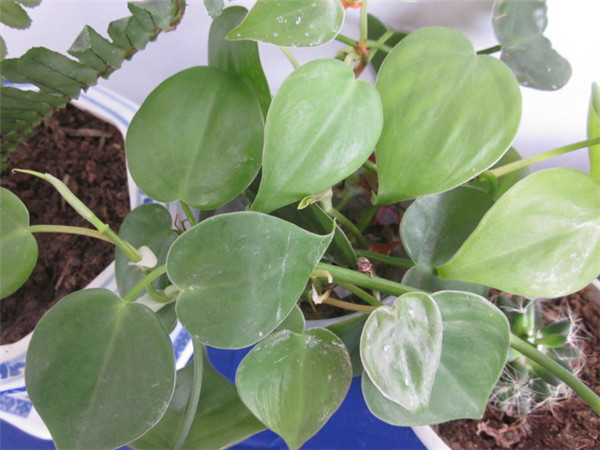 心叶藤怎样扦插繁殖 心叶藤的扦插繁殖方法技巧这里有