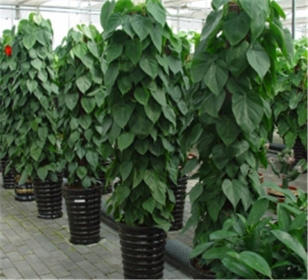 心叶藤怎样扦插繁殖 心叶藤的扦插繁殖方法技巧这里有