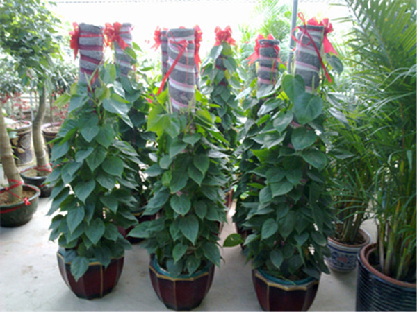 心叶藤怎样扦插繁殖 心叶藤的扦插繁殖方法技巧这里有