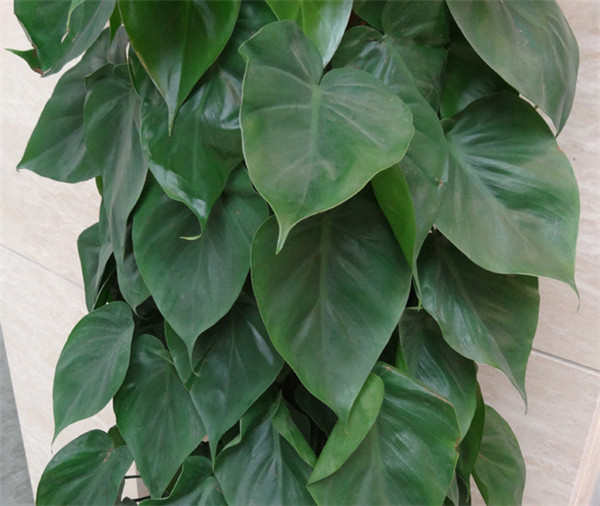 心叶藤怎样扦插繁殖 心叶藤的扦插繁殖方法技巧这里有