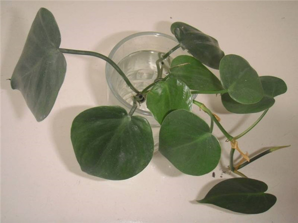 心叶藤怎样扦插繁殖 心叶藤的扦插繁殖方法技巧这里有