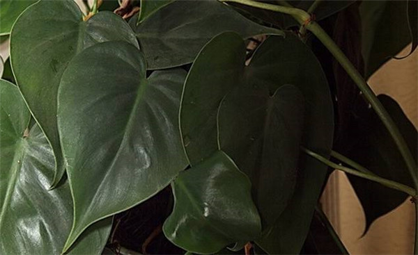 ��Ҷ��Ҷ�ӷ�����Ҷ��ô�� ��������Ҷ����Ҷ�Ľ���취